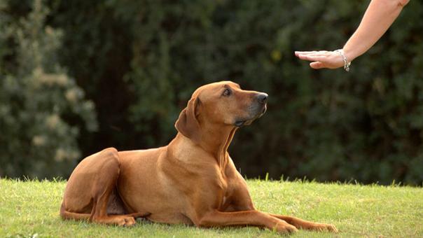 Por qué no debes gritarle a tu perro para educarlo