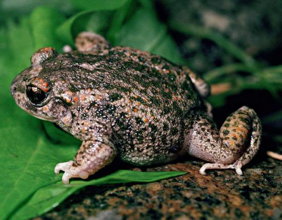En Brasil descubren una especie de sapo que es fiel… a sus dos «esposas»