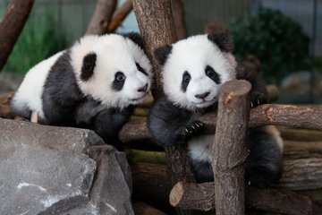 Primer día frente al público de los dos oseznos panda del zoo de Berlín