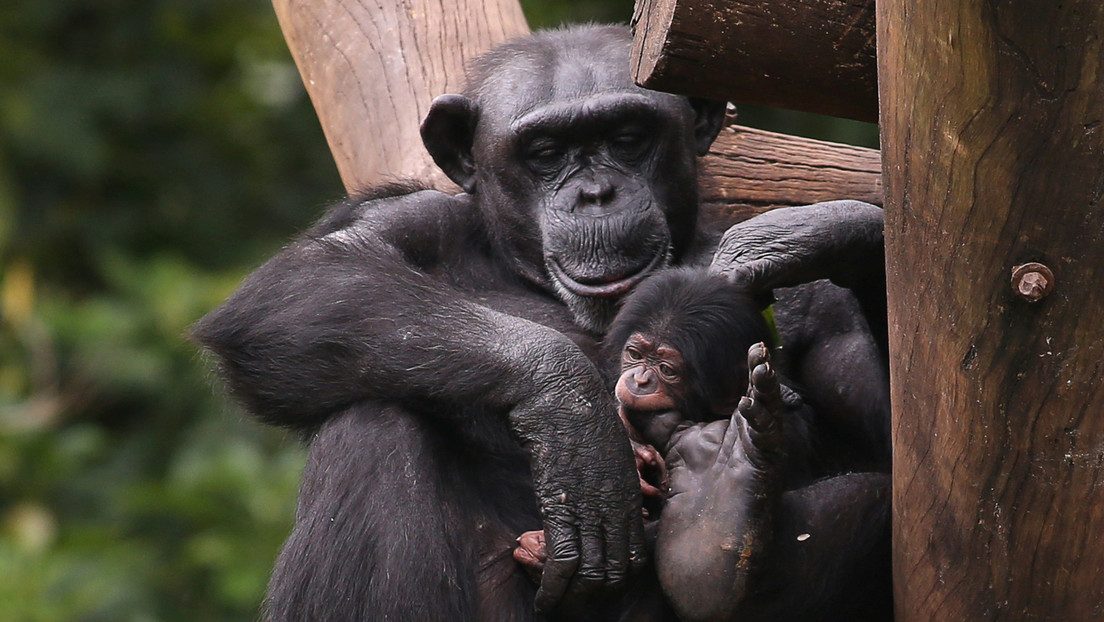 Descubren que los chimpancés se vuelven más selectivos con los amigos a medida que envejecen