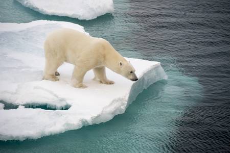 El zoo de Moscú refresca a los osos polares con una montaña de hielo