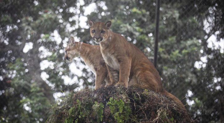 Tres pumas rescatados del tráfico ilegal se recuperan en el zoológico de Lima