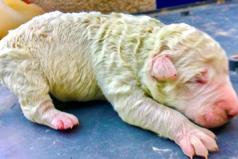 Pistacho: El perrito de pelaje verde que sorprende a sus dueños en Cerdeña