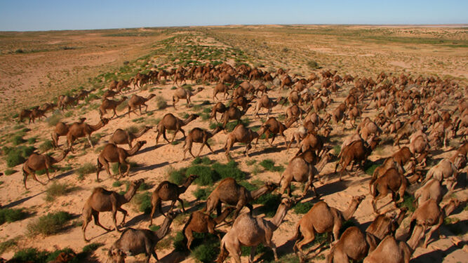 Australia sacrificará a miles de camellos salvajes que compiten por el agua