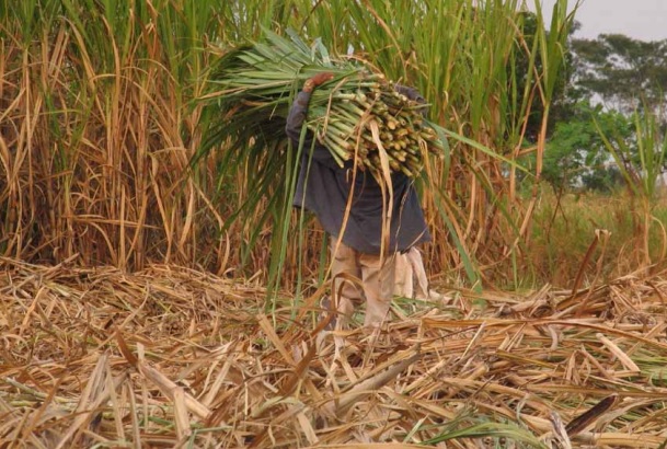 Brasil prevé cosecha de caña de azúcar con 642,1 millones de toneladas
