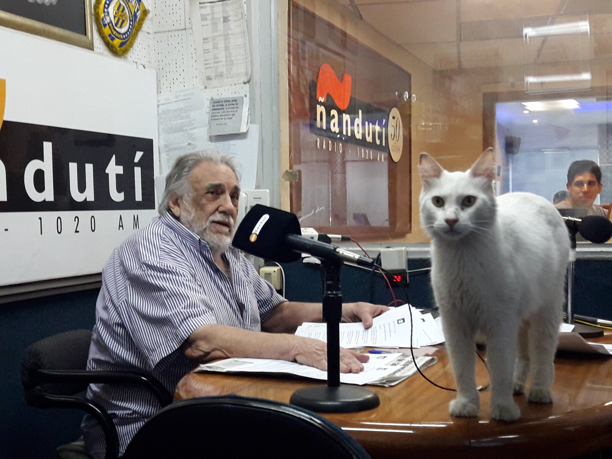 Día mundial del gato: ¿Por qué se celebra tres veces al año?