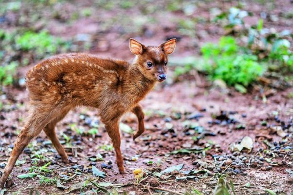 Cría de mbororo se suma a colección de especies de fauna que resguarda el Centro Ambiental