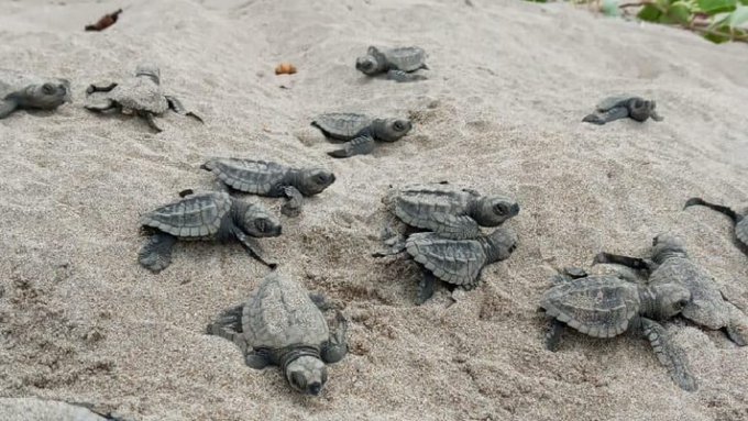 Nace medio centenar de tortugas golfina en playa ecuatoriana de Esmeraldas