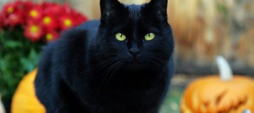 ¡Hoy se conmemora el Día Internacional del Gato!
