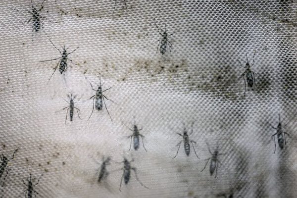 Nueva cepa de zika identificada en Brasil puede causar otra epidemia