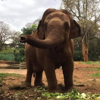 Falleció la elefanta Maia