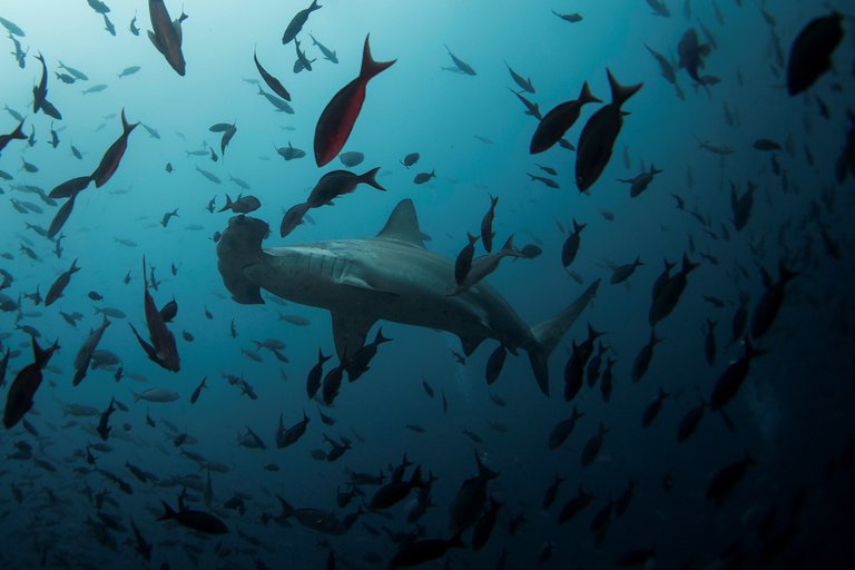 Ecuador sugiere crear una legislación mundial para cuidar los océanos