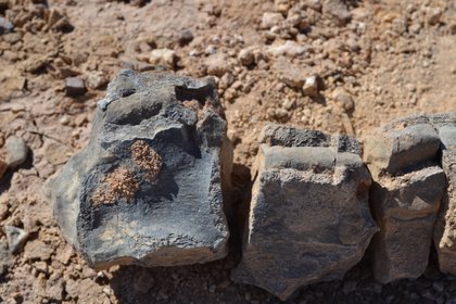 Identifican dos reptiles marinos jurásicos que moraron el desierto de Atacama