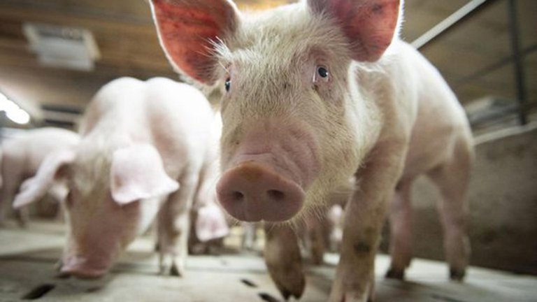 Alerta en Brasil por una nueva gripe porcina que se transmite a los humanos y tiene capacidad de generar una pandemia