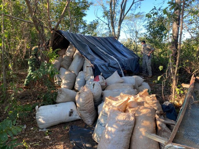 Destruyen 2.500 kilos de marihuana en laboratorio clandestino de Amambay