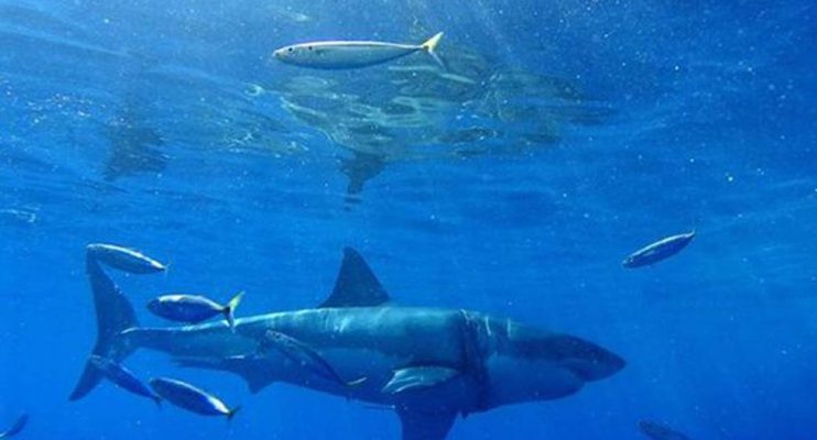 Pescadores atrapan un tiburón blanco de 4 metros de largo en Florida