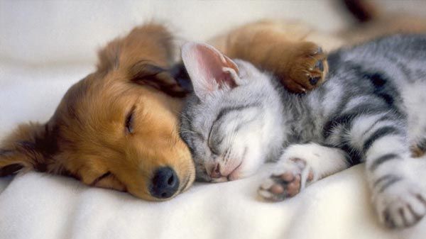 Por el día de la Amistad atenderán a gatitos y perritos desde los vehículos en la UNA