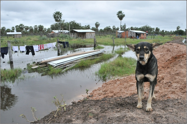 Los animales de compañía no son una amenaza durante la pandemia del coronavirus, alerta la OMS