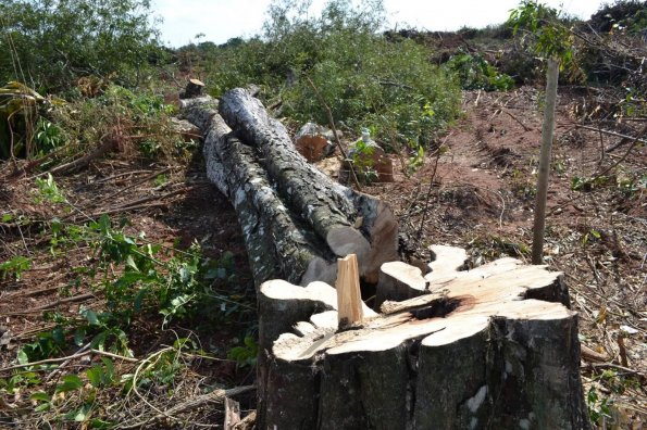 La deforestación se redujo fuertemente en Sudamérica en la última década