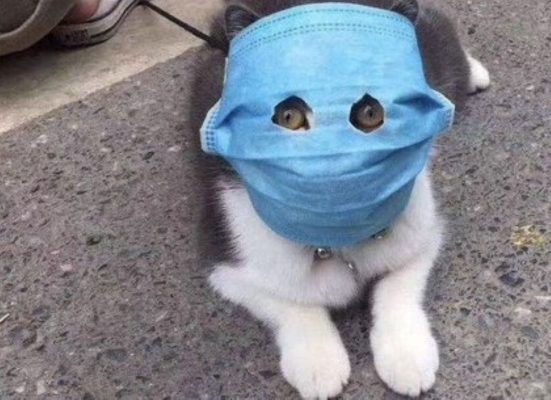 Dos gatos son las dos primeras mascotas que dan positivo de COVID-19 en EEUU