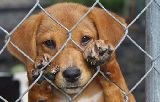 Defensa Animal publica lista de sumarios a maltratadores: Multas se elevan hasta 101 jornales