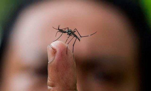 El mosquito no transmite el coronavirus, según Instituto de Sanidad italiano