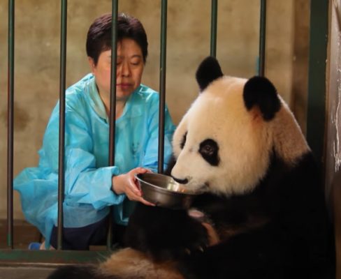 Los animales de zoo japonés se sienten solos y no quieren perder el contacto