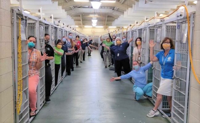 Repunte de adopciones de mascotas: El COVID-19 vacía las jaulas de perros y gatos para adopción en Miami