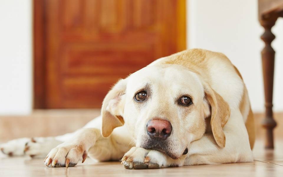 Argentina: Enfermera que atiende casos de COVID denuncia que vecinos mataron a sus mascotas para que abandone el barrio