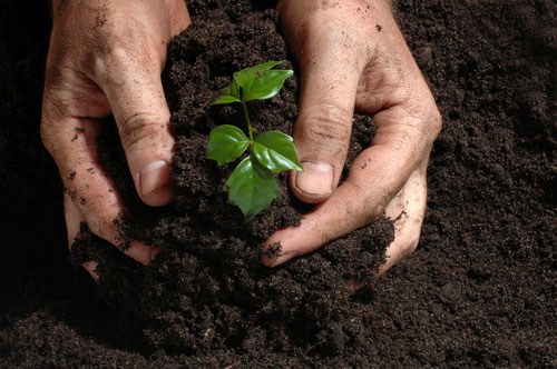 En el mes del medioambiente A Todo Pulmón lanza su campaña de plantación de árboles Paraguay Planta