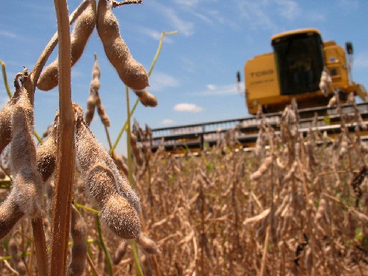 Soja repuntará en Paraguay pero caída de precios no augura mejores ingresos