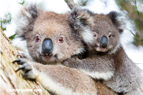 Nació el primer koala en un parque de Australia, tras los devastadores incendios