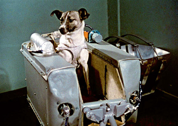 La increíble odisea de Laika, la perrita «pionera» enviada a morir al espacio