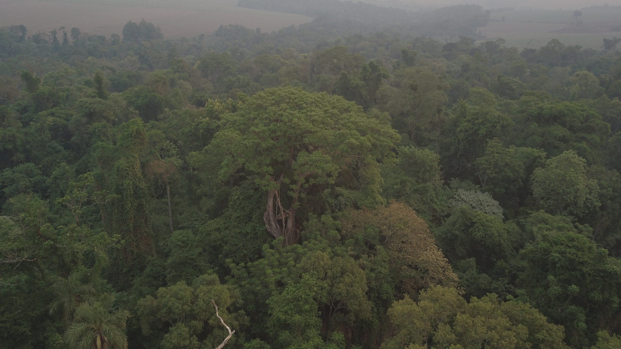 Horas claves para nuestros bosques: Senado debatirá la extensión de la Ley de Deforestación Cero