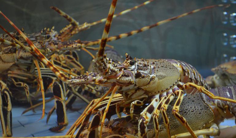 Suiza prohíbe tirar las langostas vivas al agua hirviendo para cocinarlas