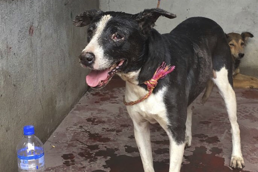 «Rambo», el perro que sobrevivió a la erupción en Guatemala