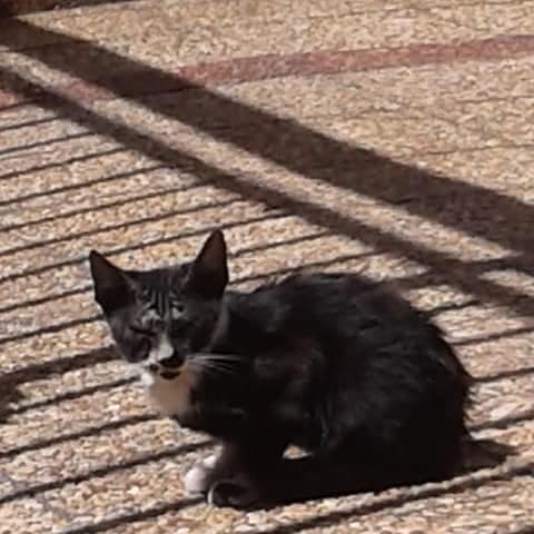 Gatito abandonado busca ser adoptado