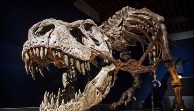 El Tiranosaurio Rex no podía sacar la lengua