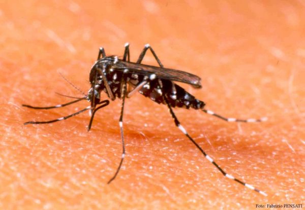 La lluvia y las altas temperaturas aumentan el riesgo de proliferación del aedes aegypti, recuerda Salud