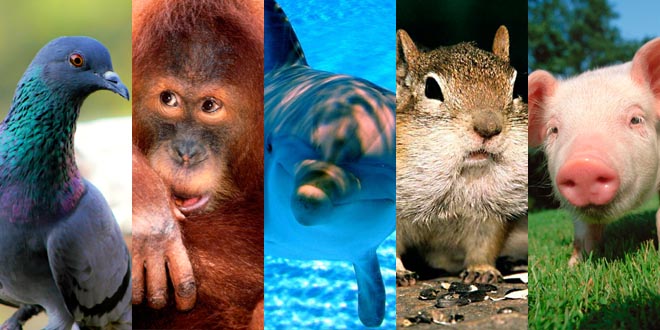 «Los animales son a veces tan inteligentes como los humanos», según una teoría