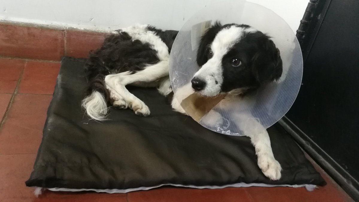 Se busca a la familia de la perrita atropellada sobre Choferes del Chaco