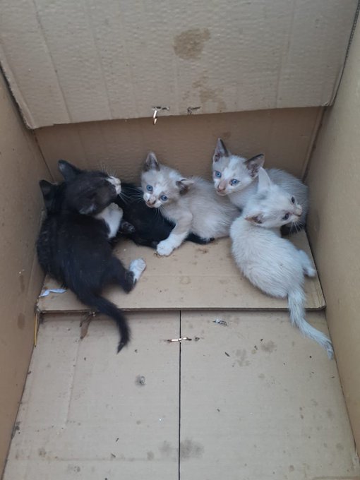 Gatitos buscan una familia que los adopte