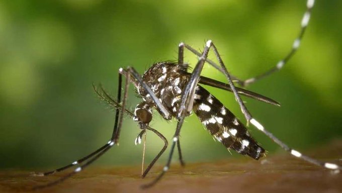 Confirman el primer fallecimiento por dengue de la temporada
