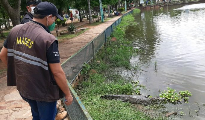 Mades interviene la Municipalidad de Itá luego del recorrido de yacarés por las calles
