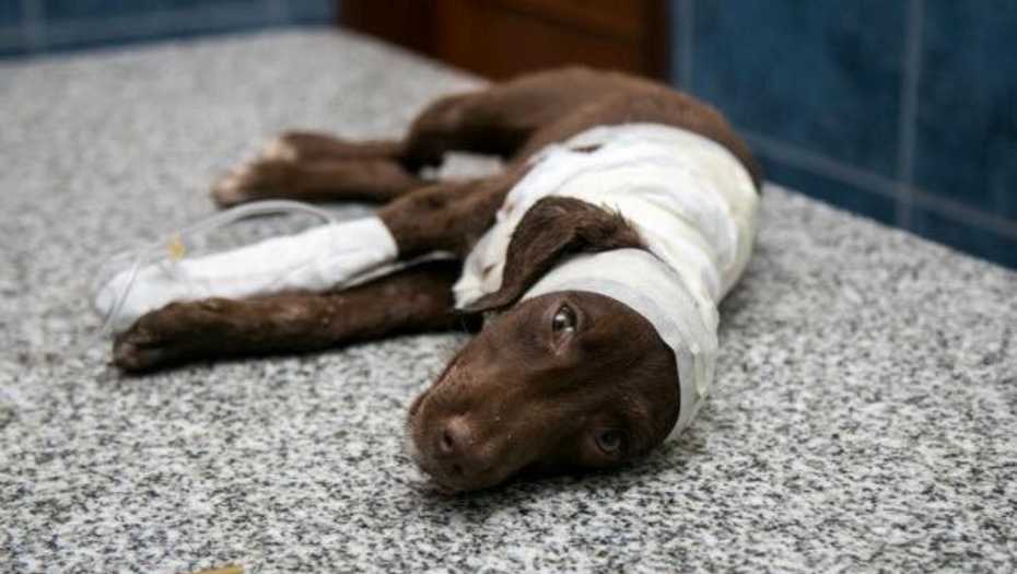 Comienza juicio a acusado por despellejar vivo a un cachorro en Argentina