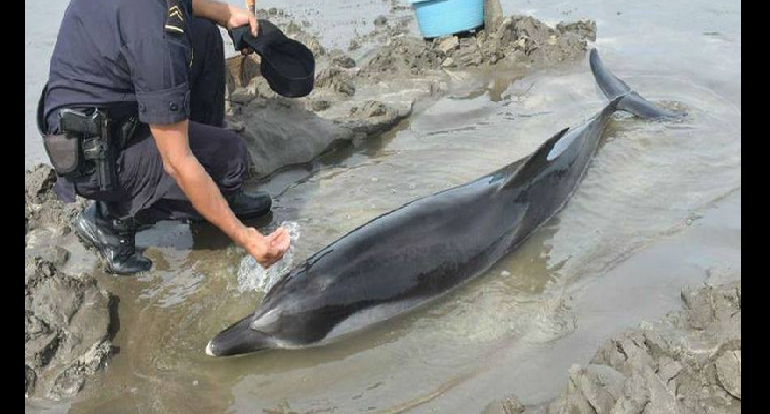 Liberan a un delfín atrapado en una playa de El Salvador