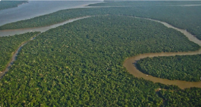 Obtienen las primeras imágenes y sonidos de sensores instalados en Amazonas