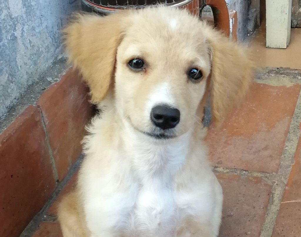Un hogar para ésta perrita