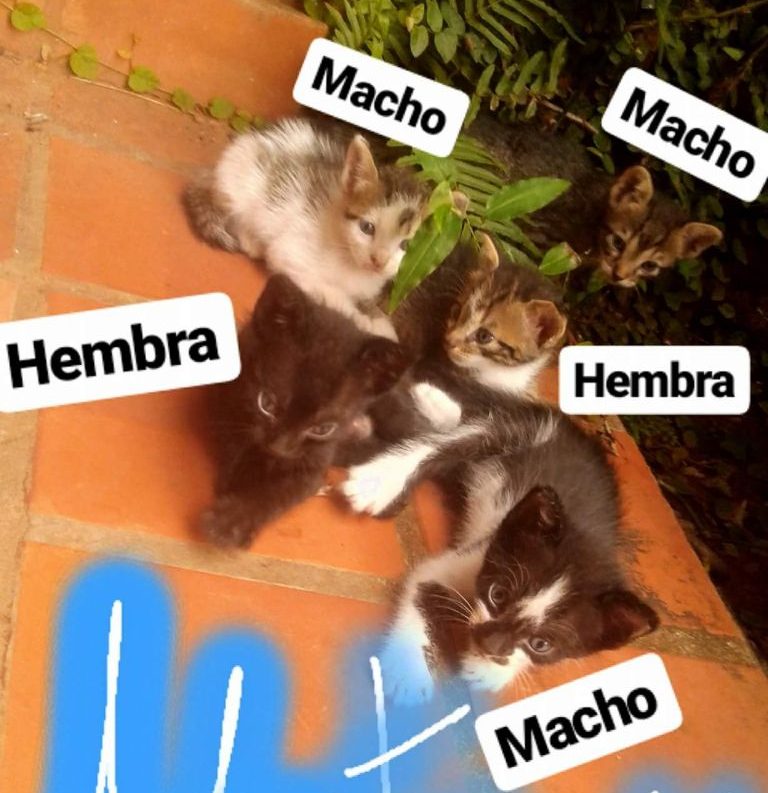 Michis en adopción