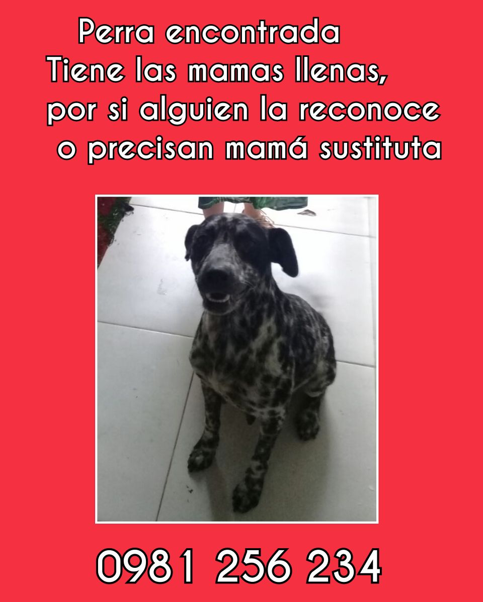 Perrita encontrada busca su hogar